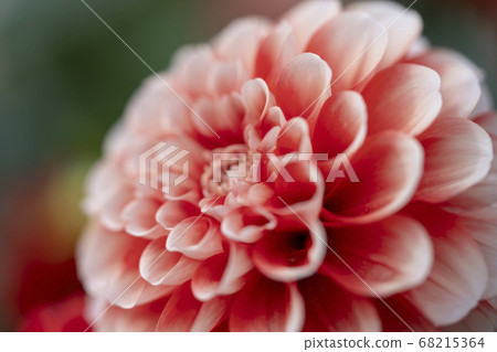Dahlia Dahlia 68215364
