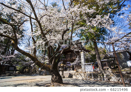 春天的櫻花林寺 春天的櫻花林寺 68215496