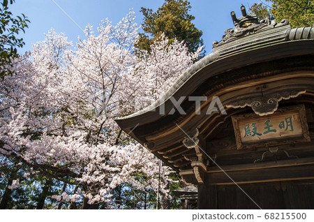春天的櫻花林寺 春天的櫻花林寺 68215500