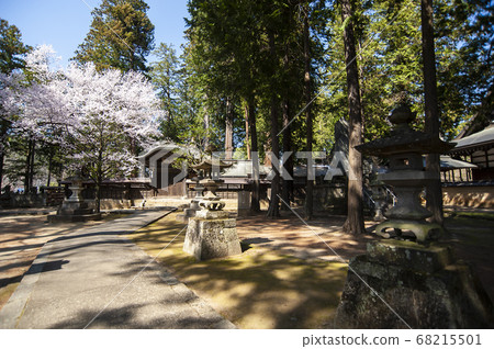 春天的櫻花林寺 春天的櫻花林寺 68215501
