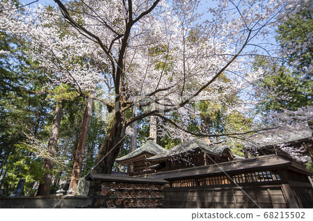 春天的櫻花林寺 春天的櫻花林寺 68215502
