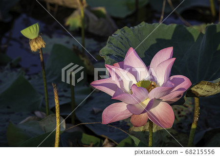 The beauty of the Pink Lotus Bloom in ponds The beauty of the Pink Lotus Bloom in ponds 68215556