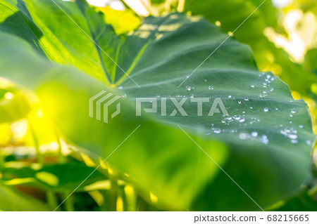 雨後的陽光和芋頭葉 雨後的陽光和芋頭葉 68215665