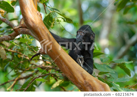 Celebes crested macaque, Sulawesi, Indonesia Celebes crested macaque, Sulawesi, Indonesia 68215674