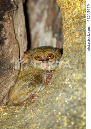 Tarsius spectrum,Tangkoko National Park, Sulawesi Tarsius spectrum,Tangkoko National Park, Sulawesi 68215679