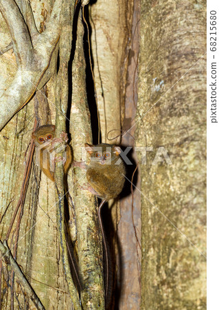 Tarsius spectrum,Tangkoko National Park, Sulawesi 68215680