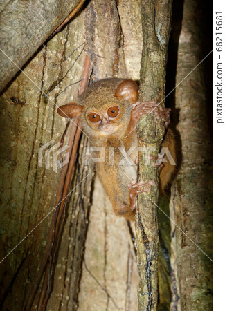 Tarsius spectrum,Tangkoko National Park, Sulawesi Tarsius spectrum,Tangkoko National Park, Sulawesi 68215681