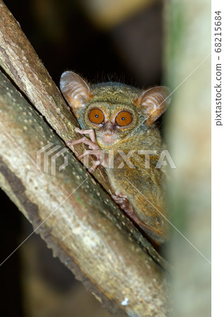 Tarsius spectrum,Tangkoko National Park, Sulawesi Tarsius spectrum,Tangkoko National Park, Sulawesi 68215684