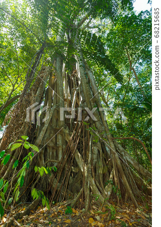 tree tops in the rain forrest north sulawesi, tree tops in the rain forrest north sulawesi, 68215685