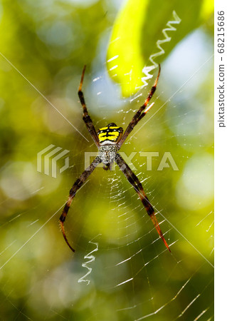 spider Argiope aemula, Indonesia wildlife 68215686