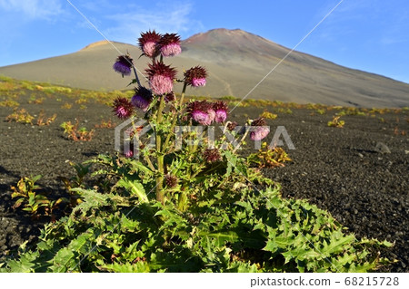 富士山和會平山以及遠足過程中盛開的富士薊花的山頂 富士山和會平山以及遠足過程中盛開的富士薊花的山頂 68215728