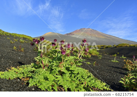Mt. Fuji and Mt. Hoei and the summit of the flowers of Fuji thistle that bloom on the hiking course 68215754