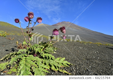 富士山和會平山以及遠足過程中盛開的富士薊花的山頂 富士山和會平山以及遠足過程中盛開的富士薊花的山頂 68215764
