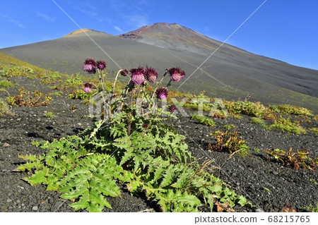 富士山和會平山以及遠足過程中盛開的富士薊花的山頂 富士山和會平山以及遠足過程中盛開的富士薊花的山頂 68215765
