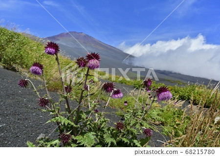 富士二重山登山步道盛開的薊花開在山峰和山坡上 富士二重山登山步道盛開的薊花開在山峰和山坡上 68215780