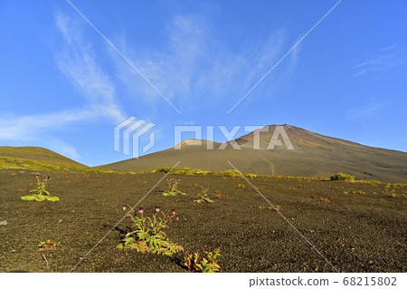 富士山和會平山以及遠足過程中盛開的富士薊花的山頂 富士山和會平山以及遠足過程中盛開的富士薊花的山頂 68215802