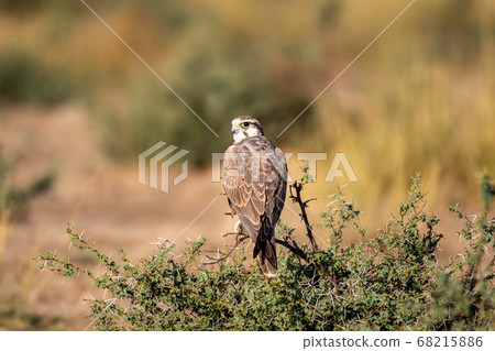 Laggar falcon or Falco jugger portrait sitting on eye level perch at tal chhapar blackbuck sanctuary churu rajasthan india Laggar falcon or Falco jugger portrait sitting on eye level perch at tal chhapar blackbuck sanctuary churu rajasthan india 68215886