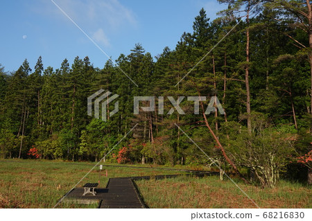 赤鬆鬆樹林和黑澤沼澤的月亮在清晨 68216830