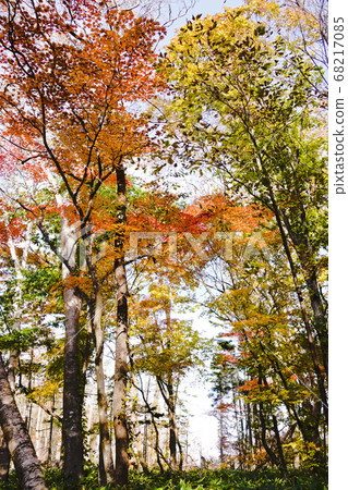 Autumn leaves at Nopporo Forest Park 68217085