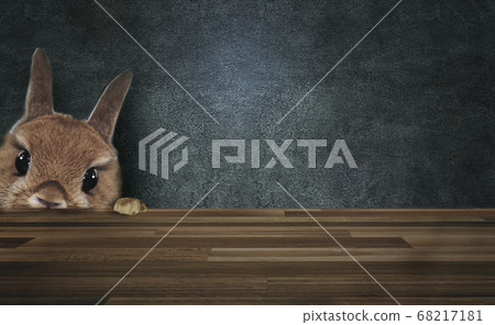 Vintage concrete background with staring rabbit animal graphics Vintage concrete background with staring rabbit animal graphics 68217181