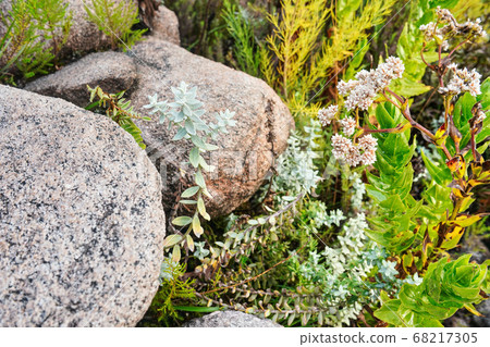 Local flora - grass and small flowers, most of it endemic to Madagascar growing in Andringitra National Park as seen during trek to peak Boby 68217305