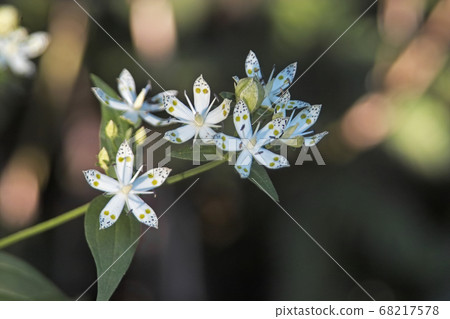 Nopporo森林公園的Akebonosou 68217578