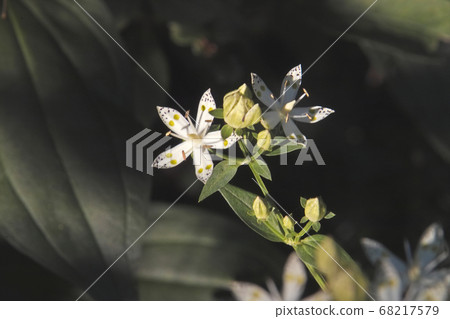 Nopporo森林公園的Akebonosou Nopporo森林公園的Akebonosou 68217579