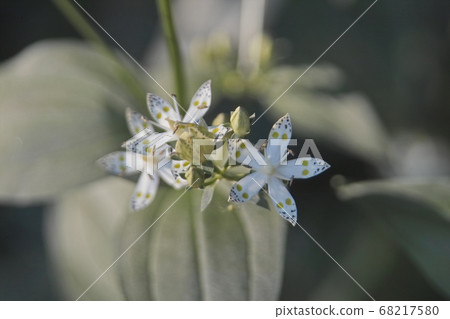 Nopporo森林公園的Akebonosou 68217580