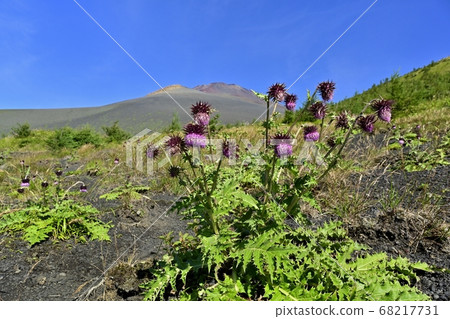 富士二重山徒步旅行路線富士薊的花開在四經和會榮山以及山頂周圍 富士二重山徒步旅行路線富士薊的花開在四經和會榮山以及山頂周圍 68217731