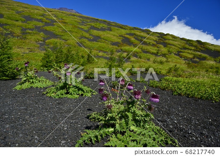 Fuji thistle flower blooming on the eastern surface of Mt. Fuji 68217740