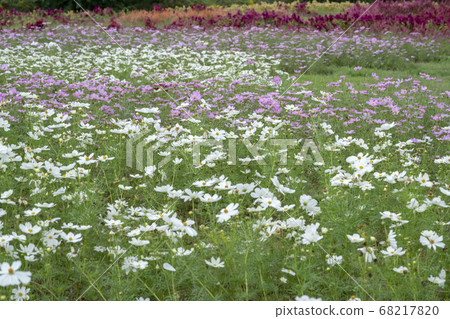 Cosmos Cosmos 68217820