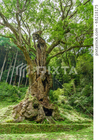 武雄的偉大的楠木（佐賀縣武雄市） 68218175