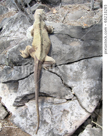 聖達菲recuiguana 聖達菲recuiguana 68218265