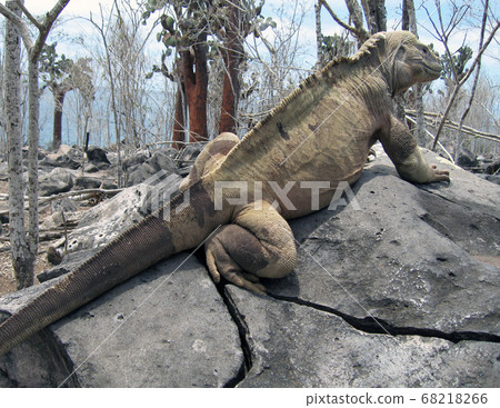 聖達菲recuiguana 聖達菲recuiguana 68218266