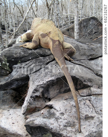 聖達菲recuiguana 聖達菲recuiguana 68218267