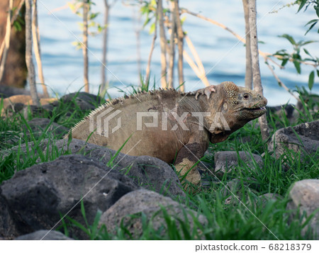 Santa Fe recuiguana 68218379