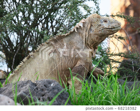 聖達菲recuiguana 聖達菲recuiguana 68218382
