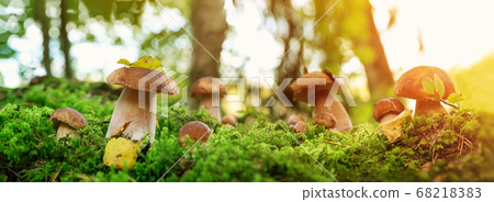 Whild Mushrooms outdoors in the forest in autumn Whild Mushrooms outdoors in the forest in autumn 68218383