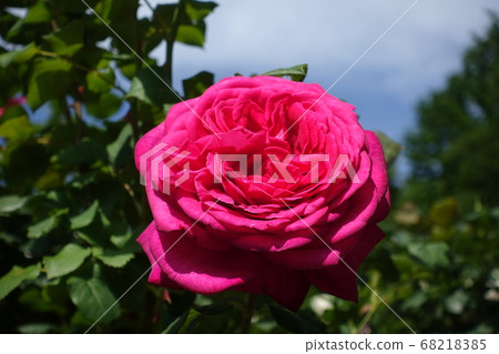 Roses Roses roses Roses Roses roses 68218385