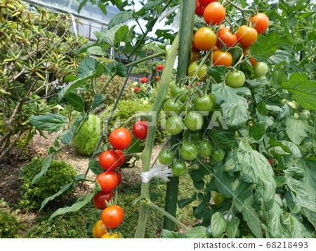 西紅柿束西紅柿束 西紅柿束西紅柿束 68218493