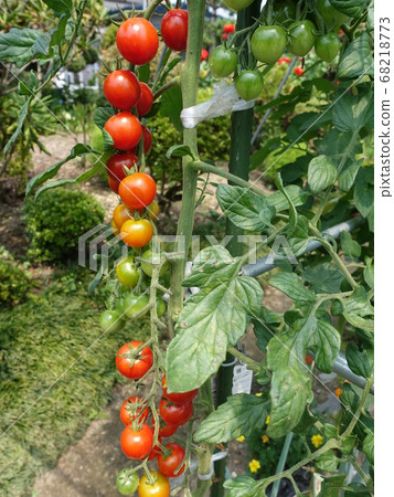 Bunched tomatoes Bunched tomatoes 68218773