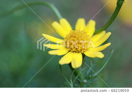 Small yellow flower on green background. Senecio 68219059