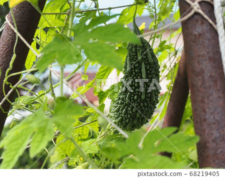 Bitter gourd in the summer garden 68219405