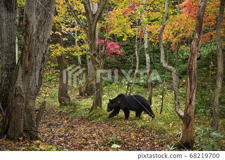 Brown bear in the forest 68219700
