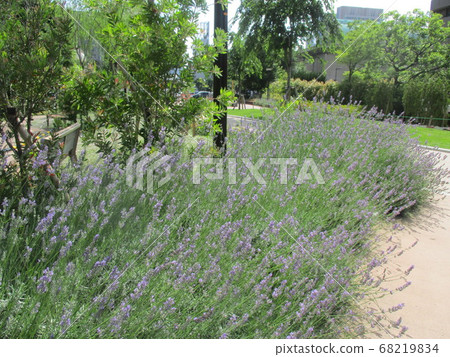 築地川公園薰衣草 築地川公園薰衣草 68219834