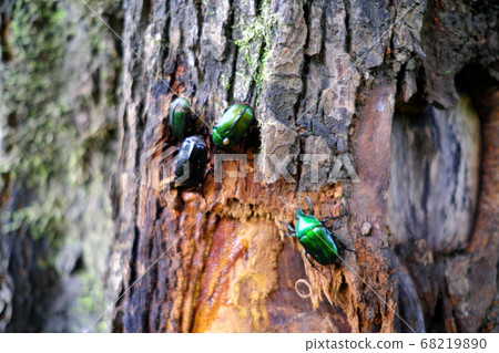 Canaven gathered in sap 68219890