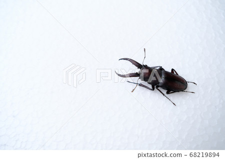 Cool saw stag beetle seen from an angle 68219894