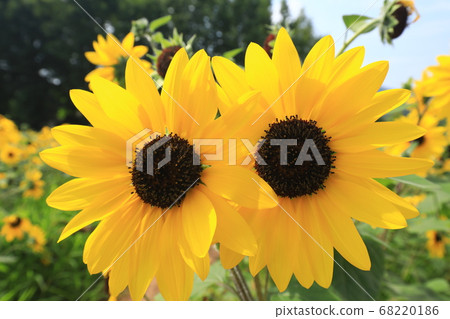 Sunflower 445 68220186