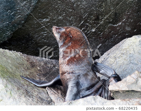 加拉帕戈斯海豹 68220435