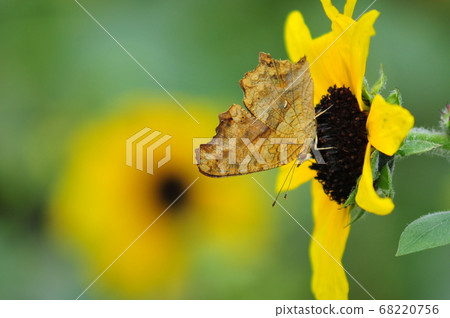 Butterflies playing on sunflowers Butterflies that suck honey Sunflowers and butterflies Butterflies playing on sunflowers Butterflies that suck honey Sunflowers and butterflies 68220756